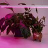 Купить Светодиодный светильник для растений, спектр фотосинтез (красно-синий) 14W, пластик, AL7001 в интернет-магазине электрики в Москве Альт-Электро