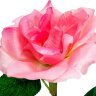 Купить Светильник садово-парковый на солнечной батарее "Роза в горшке" розовый, 1  LED белый, PL306 в интернет-магазине электрики в Москве Альт-Электро